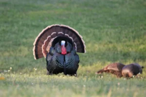 the ultimate guide to spring turkey hunting 1